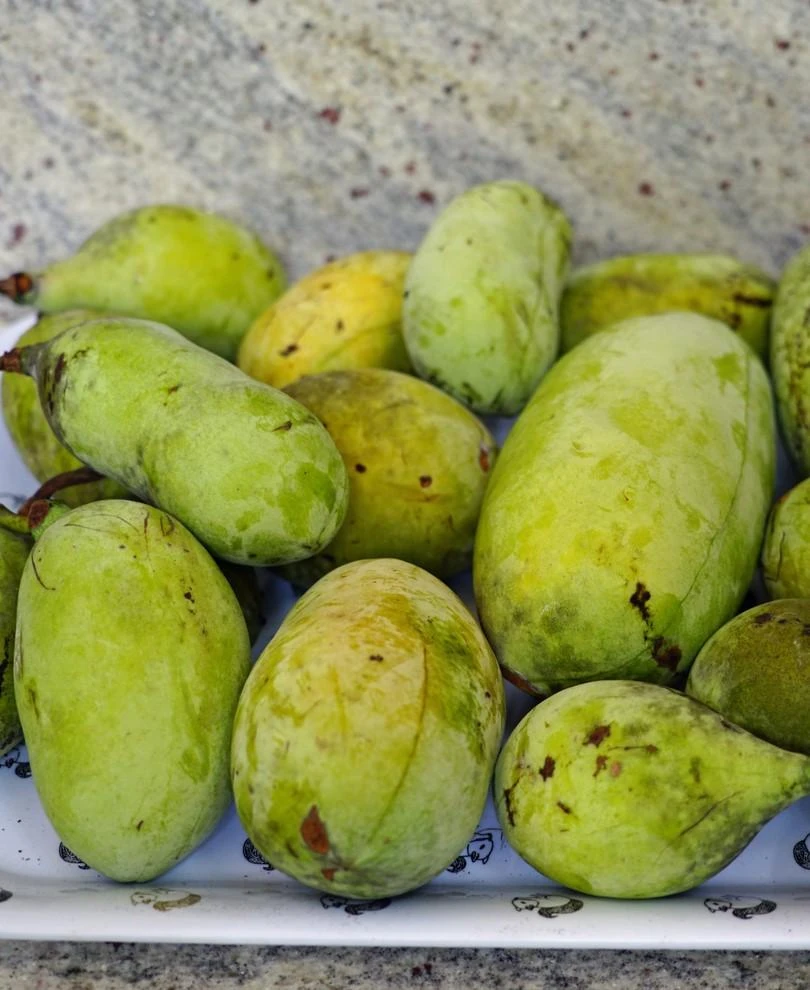 Susquehanna® Paw Paw 1 Susquehanna® Paw Paw