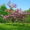Thundercloud Flowering Plum