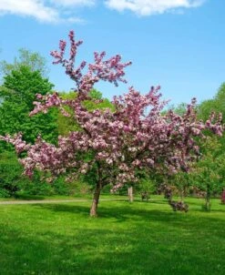 Thundercloud Flowering Plum