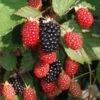 Twilight Thornless Blackberry