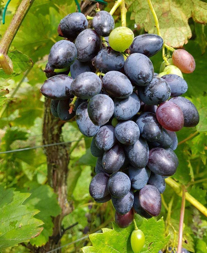 Venus Seedless Grape 1 Venus Seedless Grape